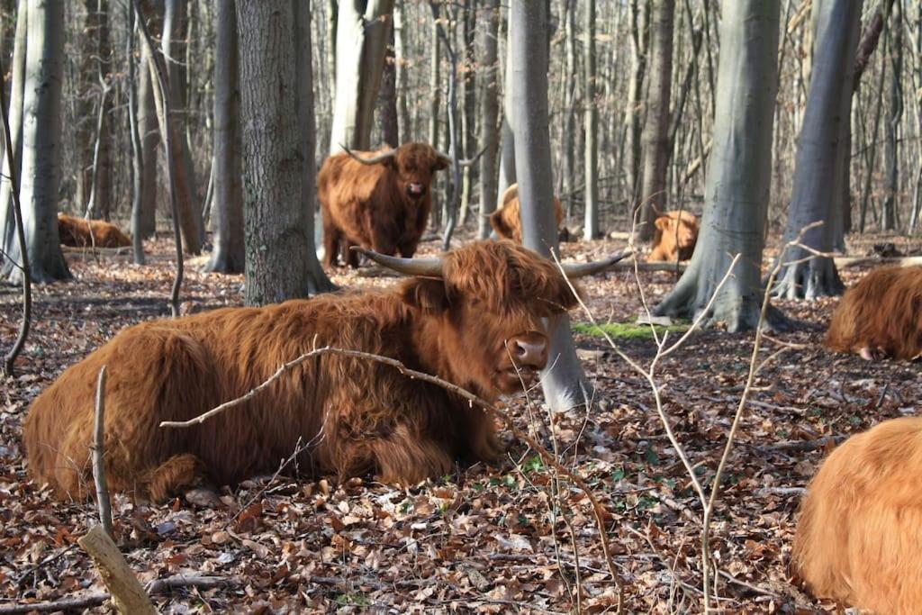Вилла De Bosrand Grenzend Aan Het Bos Кастрикюм Экстерьер фото